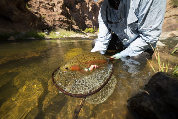 In the net - Fly Fishing the Gunnison Gorge